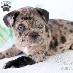 Bruno, French Bulldog Mix Puppy