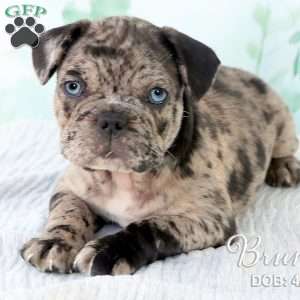 Bruno, French Bulldog Mix Puppy