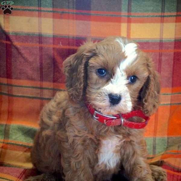 Bryan, Cavapoo Puppy