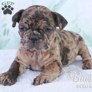Buddy, French Bulldog Mix Puppy