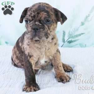 Buddy, French Bulldog Mix Puppy
