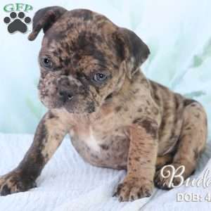 Buddy, French Bulldog Mix Puppy
