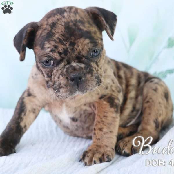 Buddy, French Bulldog Mix Puppy