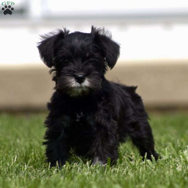 Lilly, Miniature Schnauzer Puppy