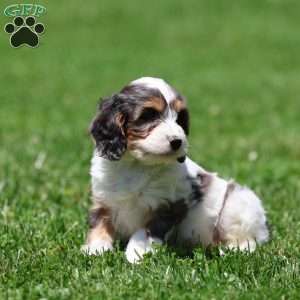 Coconut, Cavapoo Puppy