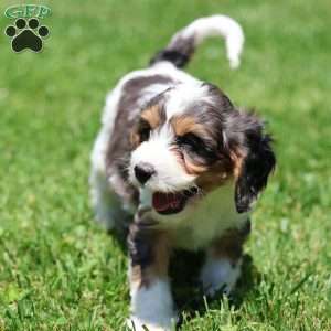 Coconut, Cavapoo Puppy
