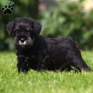 Dusty, Miniature Schnauzer Puppy