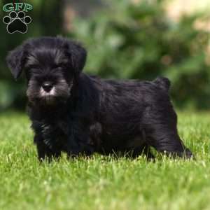 Dusty, Miniature Schnauzer Puppy