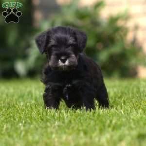 Dusty, Miniature Schnauzer Puppy
