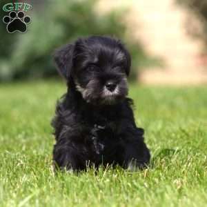 Dusty, Miniature Schnauzer Puppy