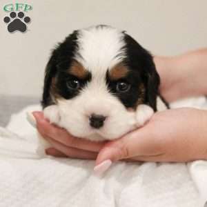 Gumdrop, Miniature Bernese Mountain Dog Puppy