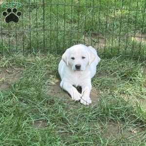 Ranger, Black Labrador Retriever Puppy