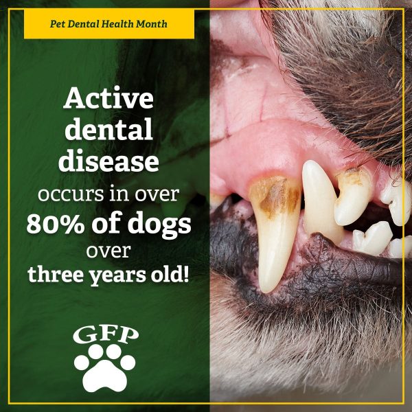 detail of dog's teeth with tartar buildup for pet dental health month, text on image reads, "active dental disease occurs in over 80 percent of dogs over three years old."
