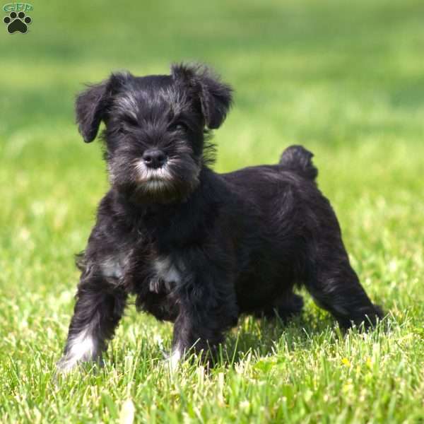 Reba, Miniature Schnauzer Puppy