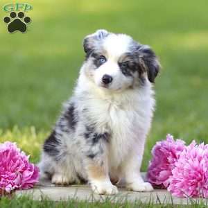 Elanor, Miniature Australian Shepherd Puppy