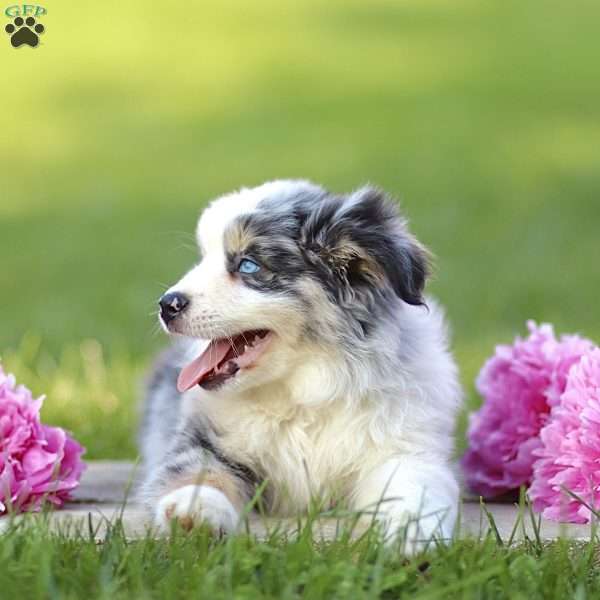Elanor, Miniature Australian Shepherd Puppy