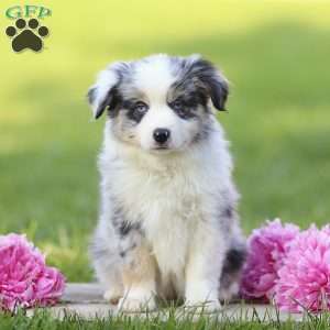 Elanor, Miniature Australian Shepherd Puppy
