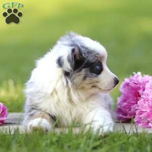 Elanor, Miniature Australian Shepherd Puppy