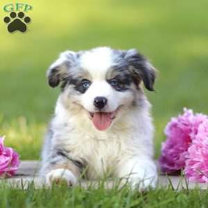 Elanor, Miniature Australian Shepherd Puppy