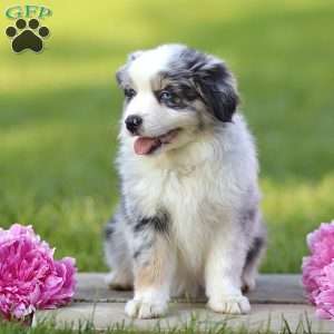 Elanor, Miniature Australian Shepherd Puppy