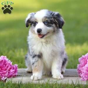 Elanor, Miniature Australian Shepherd Puppy
