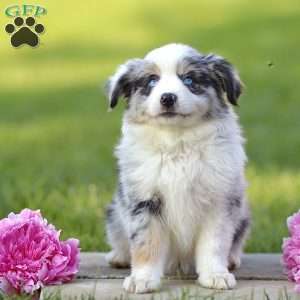 Elanor, Miniature Australian Shepherd Puppy