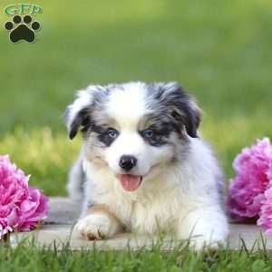 Elanor, Miniature Australian Shepherd Puppy