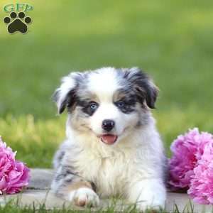 Elanor, Miniature Australian Shepherd Puppy
