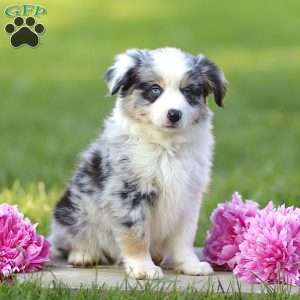 Elanor, Miniature Australian Shepherd Puppy