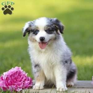 Elanor, Miniature Australian Shepherd Puppy