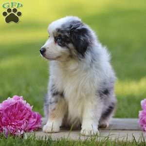 Elanor, Miniature Australian Shepherd Puppy