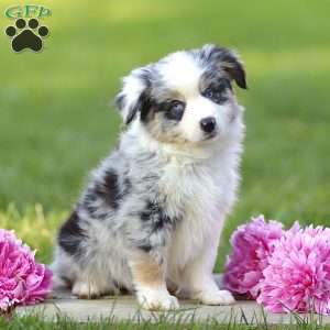 Elanor, Miniature Australian Shepherd Puppy