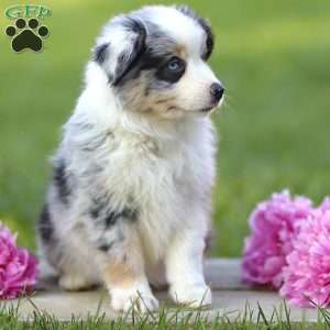 Elanor, Miniature Australian Shepherd Puppy