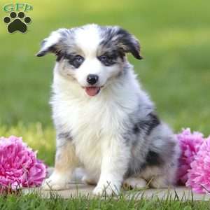 Elanor, Miniature Australian Shepherd Puppy