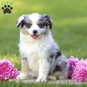 Elanor, Miniature Australian Shepherd Puppy