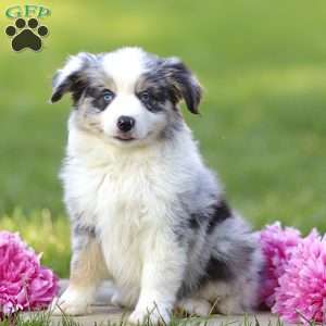 Elanor, Miniature Australian Shepherd Puppy
