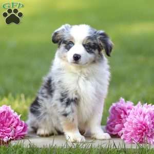 Elanor, Miniature Australian Shepherd Puppy