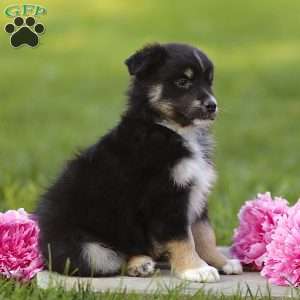 Elijah, Miniature Australian Shepherd Puppy