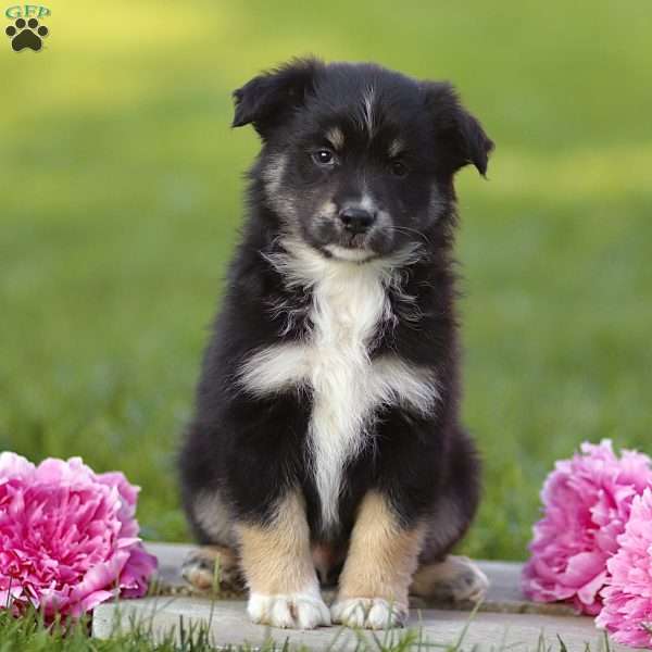 Elijah, Miniature Australian Shepherd Puppy