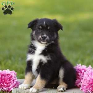 Elijah, Miniature Australian Shepherd Puppy