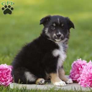 Elijah, Miniature Australian Shepherd Puppy