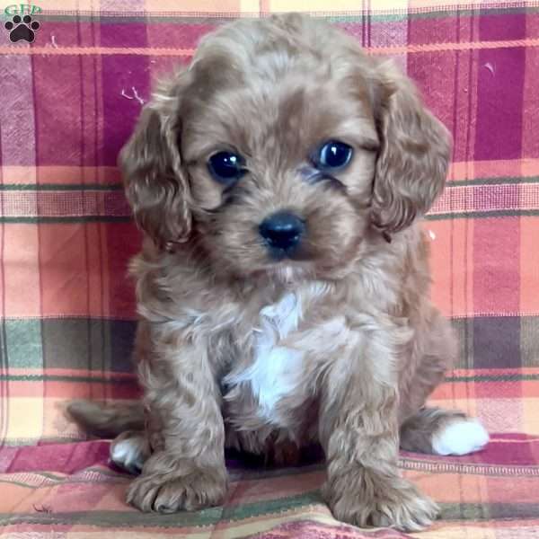 Melissa, Cavapoo Puppy