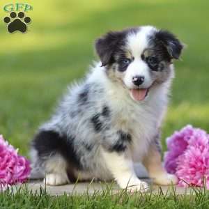 Elmora, Miniature Australian Shepherd Puppy