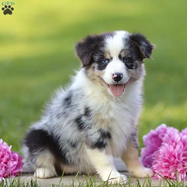 Elmora, Miniature Australian Shepherd Puppy