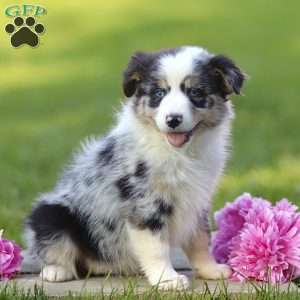 Elmora, Miniature Australian Shepherd Puppy