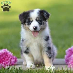 Elmora, Miniature Australian Shepherd Puppy