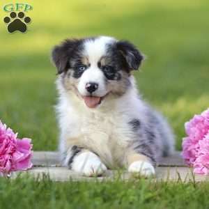 Elmora, Miniature Australian Shepherd Puppy