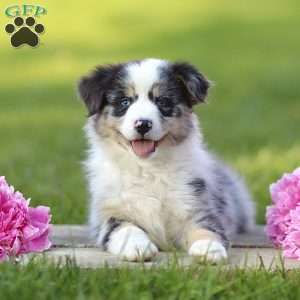 Elmora, Miniature Australian Shepherd Puppy