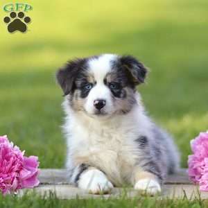 Elmora, Miniature Australian Shepherd Puppy