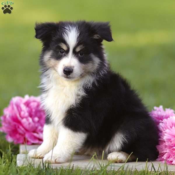 Ephy, Miniature Australian Shepherd Puppy